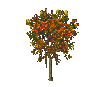 Autumn Tree