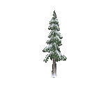 Snow Pine