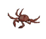 Crab