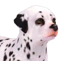 Dalmatian