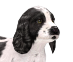 English Cocker Spaniel