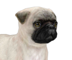 Pug