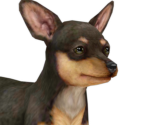 Miniature Pinscher