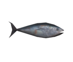 Tuna