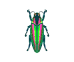 Jewel Beetle