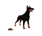 Doberman