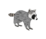 Telus Raccoon