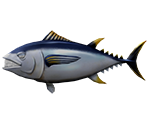 Tuna