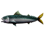 Mackerel