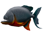 Piranha