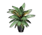 Tree Palm