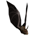 Bat