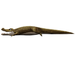 Alligator