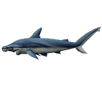 Hammerhead Shark