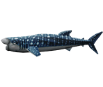 Whale Shark