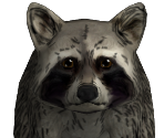 Raccoon