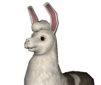 Llama