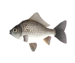 Crucian Carp