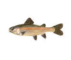 Rainbow Trout