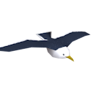 Seagull