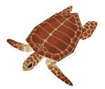 Sea Turtle