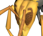 Giant Bee