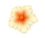 Hibiscus Flower