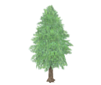 Cedar Tree