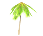 Palm Tree