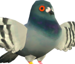 Pigeon