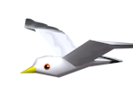 Seagull