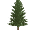 Fir Tree