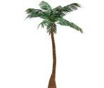 Palm Tree