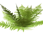 Small Fern 2