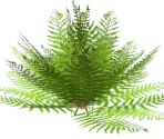 Small Fern 3