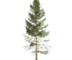 Tall Fir Tree