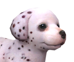 Dalmation