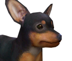 Miniature Pinscher