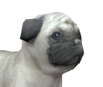 Pug