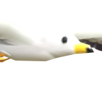 Seagull