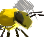 Courser Bee