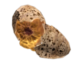 Deathclaw Egg