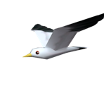 Seagull