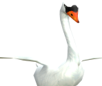 Swan