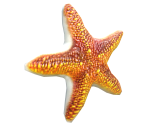 Orange Starfish