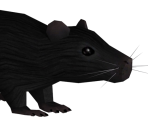 Rat