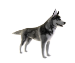 Husky