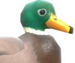 Mallard Duck