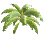 Palm Tree Leaves