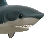 Shark